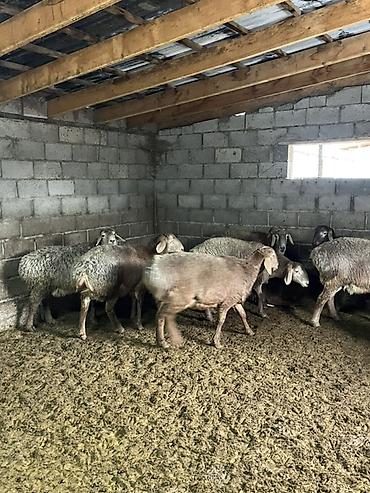 Баран, овца: Продаю | Баран (самец) | Гиссарская | На забой, Для разведения — 4