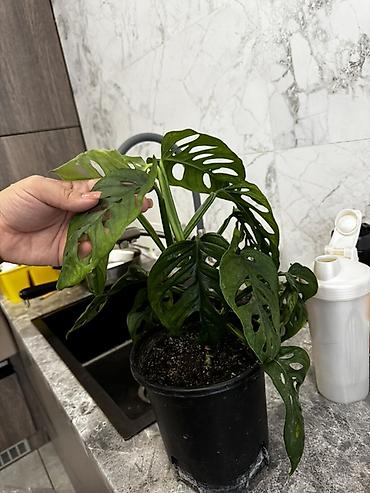 Монстеры: Монстера вариегатная — черенки: - Монстера Альба «Мраморная»: срез — 19