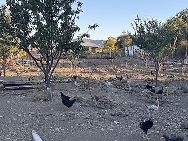 kənd toyuqlarının satışı: Beçələr satılır. Qiyməti 13 manat Ünvan: Şəki Göybulaq kəndi - — 5