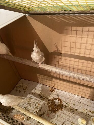 Tutuquşları: Nimfa (Cockatiel) papağanları – açıq rəng mutasiyaları - Növ: Nimfa — 3