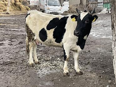 Коровы, быки: Продаю | Корова (самка) | Голштин | Для разведения, Для молока — 7