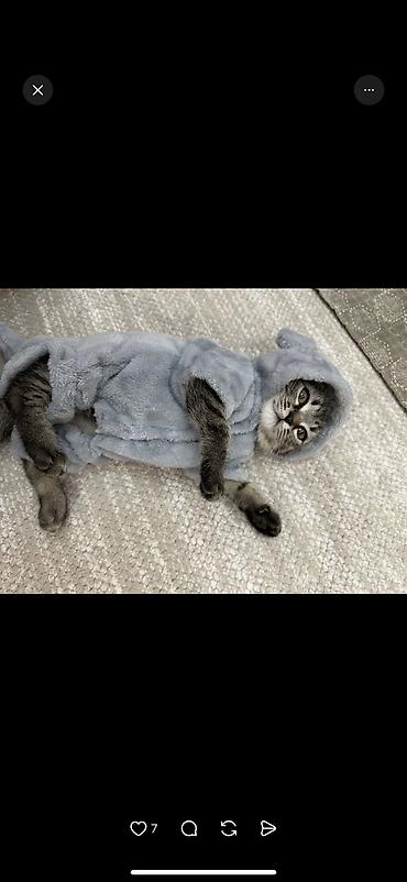 Продажа кошек: Скотиш Фолд (Шотландская вислоухая), 2 месяца, Девочка, Серый, Приучена к лотку, Проглистована, С документами — 3