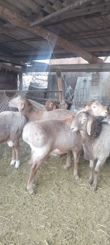 Бараны, овцы: Продаю | Баран (самец) | Полукровка | Осеменитель — 1