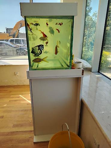 Akvariumlar: Böyük həcmli akvarium dəsti - Şüşə akvarium: panoramik ön və yan — 3