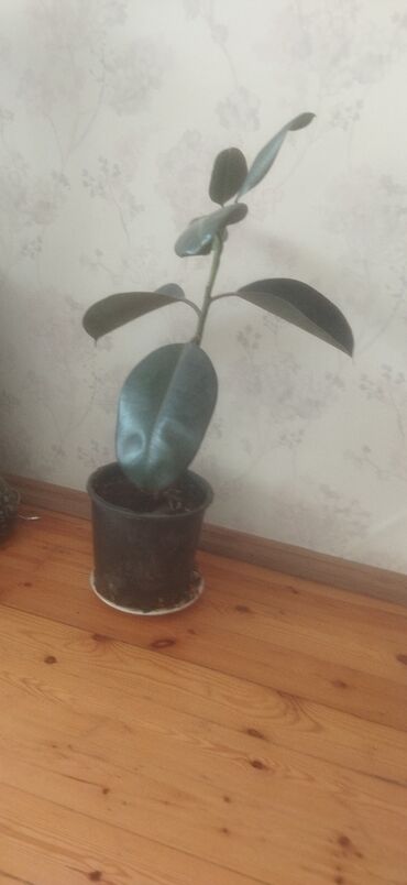 Otaq bitkiləri: Satış üçün müxtəlif otaq/balkon bitkiləri seti. razılaşma yolu ilə -da lalafo.az — 8 Otaq bitkiləri: Satış üçün müxtəlif otaq/balkon bitkiləri seti. razılaşma yolu ilə — 8