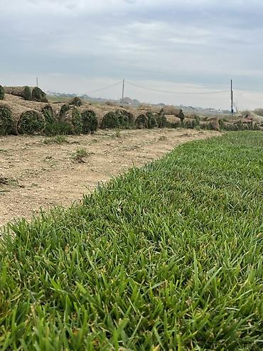 dekorativ goyercinler: Canlı rulon qazon cidi alıcı narat elesin boş boş şeye yığmıyın — 1