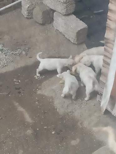 doberman erkek: Zvonok, Erkək — 4
