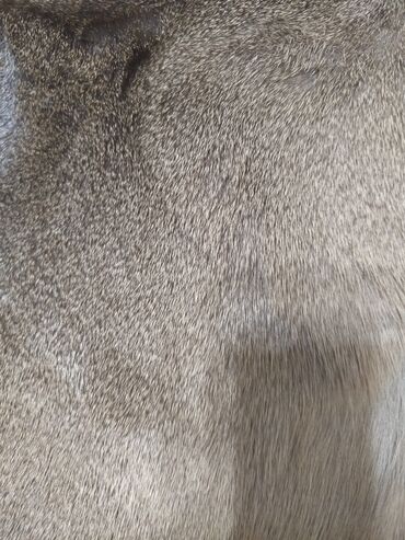 Yun: Təqdim olunan tebii ceyran dərisi əsasən açıq qəhvəyi və boz — 4