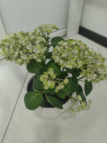 домашний кури: Гортензия, комнатные цветы