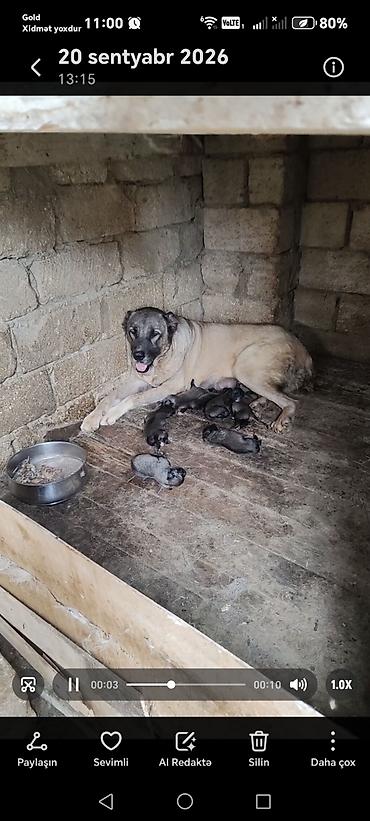 Kanqal, 1 ay, Erkək, Peyvəndli, Pulsuz çatdırılma lalafo.az -da Kanqal, 1 ay, Erkək, Peyvəndli, Pulsuz çatdırılma