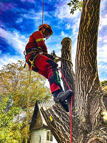 Спил деревьев, заготовка дров: Спил любых деревьев, в любых стесненных условиях, формирование кроны — 11