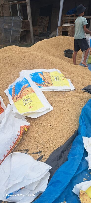продажа кукурузы в початках: Арпа сатылат Сорт Нутанс урука. Сорт Мамлюк в мешках семенник6тонна