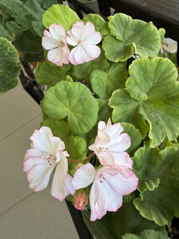 Герани и пеларгонии: Герань в горшке, цветущая ! Красивый розовый оттенок, листья красивые! — 8