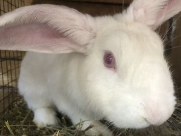 клетка для кролик: Белый кролик самец с розовыми глазами и длинными прямостоячими ушами