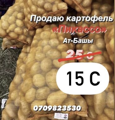 продаю кортошку: Картошка Пикассо at lalafo.kg продаю кортошку: Картошка Пикассо