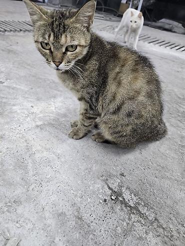 швейцарская кошка: Кошка даром: Беспородная, Девочка — 1