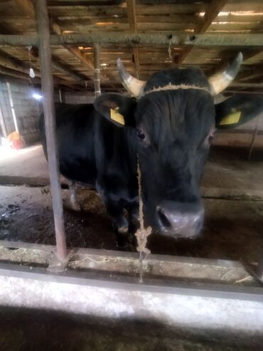 Коровы, быки: Продаю | Бык (самец) | Абердин-ангус | На забой