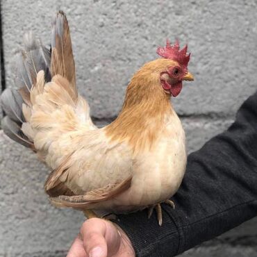 Куры, петухи: Продаю | Куры, Петух — 1