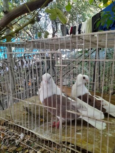 продам суточных цыплят: Пара голубей, чайка польская. 2000 сом