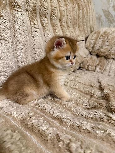 шотландский вислоухий котенок баку: Шотландская вислоухая — 6
