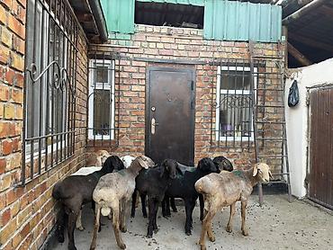 баран самка: Продаю | Овца (самка) | Для разведения — 7