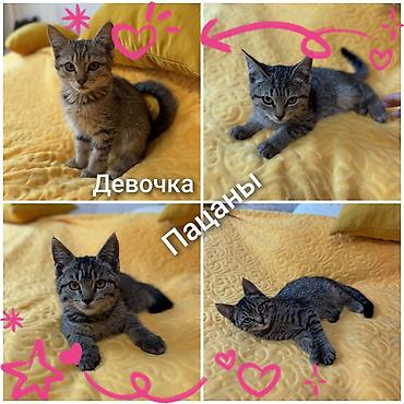 кошка породистый: Кошка даром: Лесная, 2 месяца, Мальчик, Приучена к лотку, Проглистована — 1