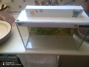 Akvariumlar: Şüşə akvarium Mənzərəli fonu var qiymət sondur - Şəffaf şüşədən — 12