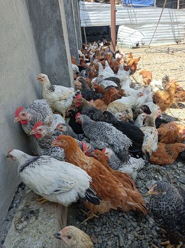 İtlər: Qapı çolpalar