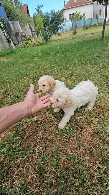 Psi: Lagotto Romagnolo štenci Dostupni štenci Lagoto Romanjolo od roditelja — 9