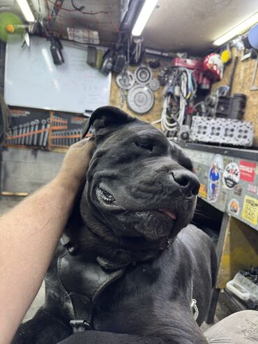 Продажа собак: Кане-корсо, 2 месяца, Самец — 2