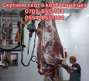 сколько стоит енот: Колбасный цех : Лошади, кони, Коровы, быки, | Любое состояние — 1