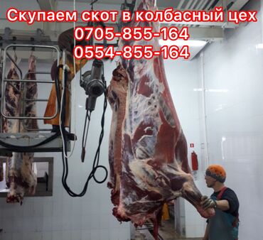 на ферме есть куры козлы и коровы: Сатып алам | Уйлар, букалар, Жылкылар, аттар, Башка а/ч жаныбарлары | Күнү-түнү, Союуга, этке, Бордоп семиртүү үчүн