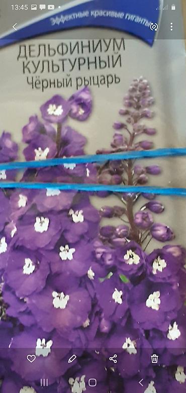 Размещение рекламы: В продаже комнатные цветы и многолетние садовые цветы. 1. Алое вера — 9