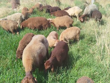 ağ pişik satışı: Quzu, Erkək, Qala, ay: 3, 1 kq, Damazlıq, Ünvandan götürmə