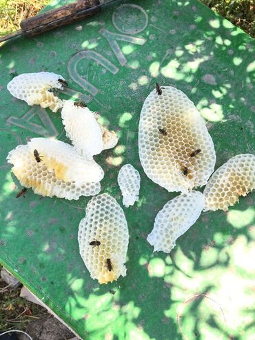 Bal: Kəlbəcər balı – dağ-çiçək və yaylaq balı, həmçinin çökə (linden) balı -da lalafo.az — 6 Bal: Kəlbəcər balı – dağ-çiçək və yaylaq balı, həmçinin çökə (linden) balı — 6