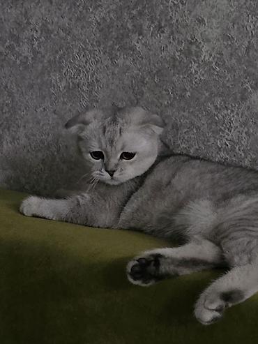 Продажа кошек: Скотиш Фолд (Шотландская вислоухая), 6 месяцев, Девочка, Серебристая шиншилла, Приучена к лотку — 1