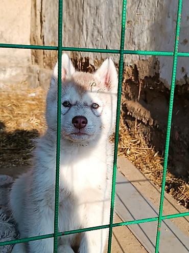 Продажа собак: Племенные щенки хаски с родословной — Kyrgyz Kennel Club. Дата — 11