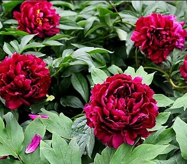 Пион: Пионы — клубни/саженцы Пионы травянистые Пионы клубнями. Пионы — 3