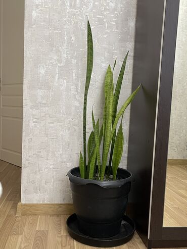 bitki toxumlari: Sansevieria – havanı təmizləyən dekorativ bitki Baxımı çox asan olan
