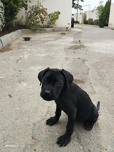 pitbull balaları: 2 ay, Peyvəndli — 2