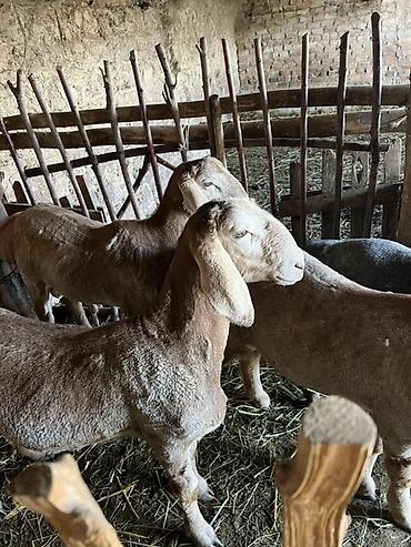 Баран, овца: Продаю | Овца (самка) | Для разведения — 1