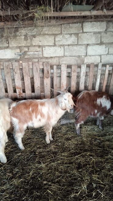 Keçi, çəpiş: Təcili satılır ehtiyac var Real alıcılar vatsap nömrəsinə yazsın 050 — 8