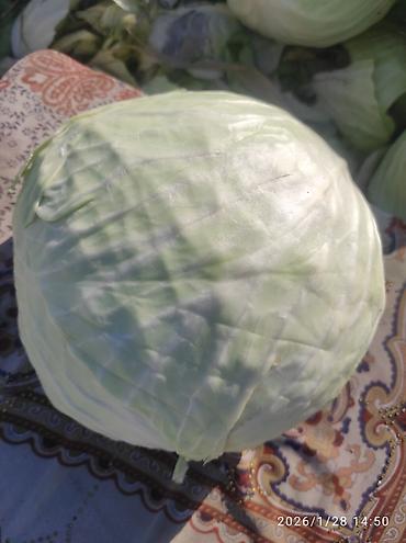 Капуста: Капуста Белокачанная — 10