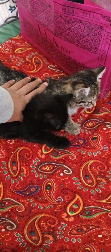 купить дом для кота: Маленький домашний котенок, идеально подходящий для семьи. Он игрив и