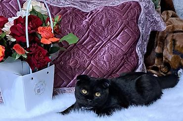 купить кошку манчкин: Осталось 2 шотладских вислоухих котёнка(скоттиш фолд).Окрас бело- — 3