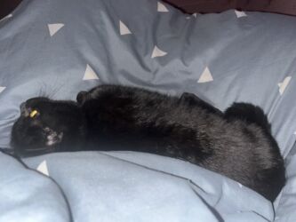 собака французский бульдог купить: Кошка даром: Беспородная, 5 месяцев, Мальчик, Приучена к лотку