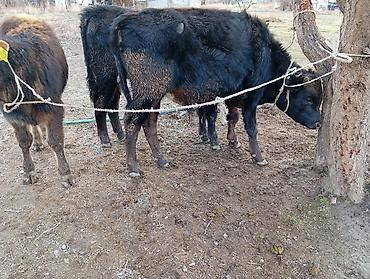 Коровы, быки: Продаю | Бык (самец) | На откорм | Привязанные — 8