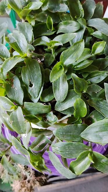 das meer: Традесканция (Tradescantia fluminensis/сп. «зелёная» с фиолетовой — 1