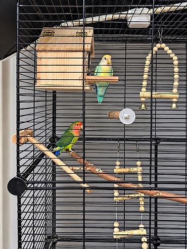 аренда животных: 🦜 СРОЧНО! Пара неразлучников + большая клетка 167 см Продаём двух — 3