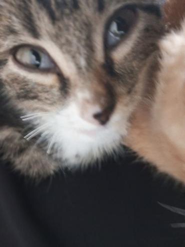 котёнок в хорошие руки: Кошка даром: Беспородная, 3 месяца, Мальчик, Приучена к лотку — 2